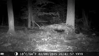 Сова сіра на Київщині, фотопастка (tawny owl, trail camera Coolifepro SV-TCQW)