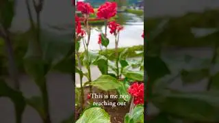 #ulundanuberatan , truly peaceful #travel #travelvideo #bali #balitemple #selfcare #selflovequotes