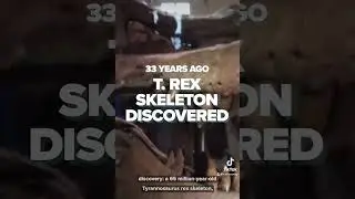 33 years ago today T-Rex skeleton discovered #trex #fossil #tyrannosaurusrex #dinosaur