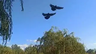 Славянск 6 июля 2025 &mdash; ситуация в парке: цветет и пахнет.