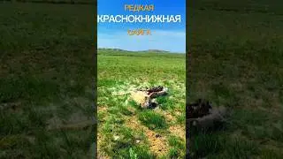 Редкие Сайгаки жившие во времена Мамонтов тяжело пережили паводки.