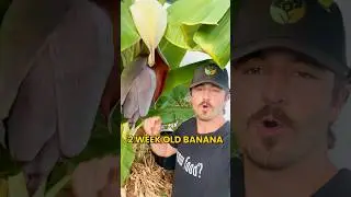 Вот как растут бананы. Все начинается с бананового цветка 🍌 #выращиваемдома