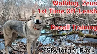 Wolfdog, Zeus! First Time Off-Leash | Recall Training