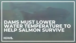 Dams must lower water temperature to help sick and dying salmon