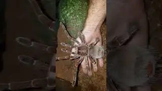 Burgundy Goliath Tarantula
