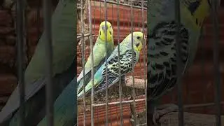 PERIQUITO PROJETO ARCO &Iacute;RIS. #viral #pets #birds #aves #blackfacebudgie #video #calopsita #parrot