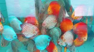 Feeding 100 adult discus with ROYAL MENU food.