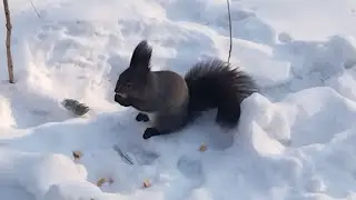 Белочки Дендрария
