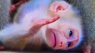 Super clever small baby monkey cling on Mom's belly to find MIlk#babymonkey 