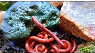 The Amazing Adaptation of Millipede Colonies: More Than Just Legs #AmazingAnimals #Millipede
