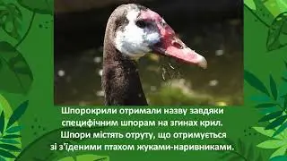 Шпоркова гуска (Шпорокрил) &ndash; Plectropterus gambensis   - Spur-winged goose