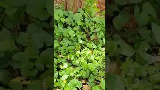 Indian pennywort plant - this vegetable is very good for health 37