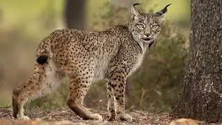 10 Wild Animals in Spain
