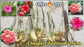 Online Adenium Plants  Price // Adenium Plants for sale ☎️ 6294406973 