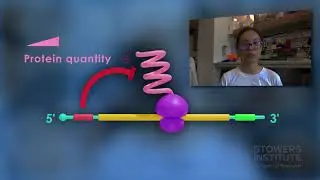 Another Piece of the Gene Regulation Puzzle
