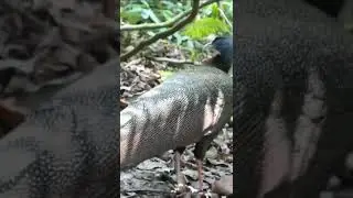 Bukit Lawang jungle trekking reel