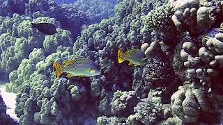 Blackspotted Sweetlips