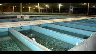 Segrest Farms Breeding Facility and University of Florida Aquaculture Lab-Traveling the fish scene-