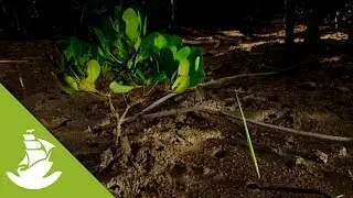 How Mangrove is Planted