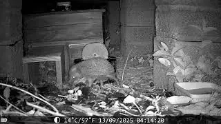Hedgehog Update 13th Sept 2025 - More Bed Making