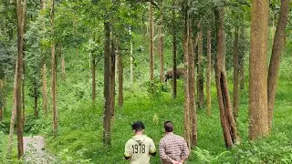Elephant Sighting