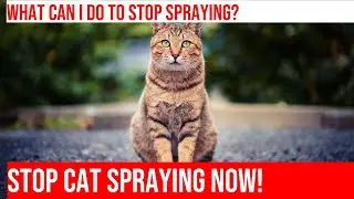 Stop Your Cat from Spraying & Marking Indoors - Tips & Solutions