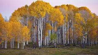 Aspen trees, Fishlake National Forest, Utah, United States