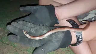 Unbanded Shovelnose SNAKE ~ SUPER RARE!