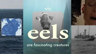 Why Eels Are Fascinating Creatures