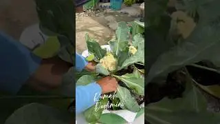 Panen bunga kol #gardening