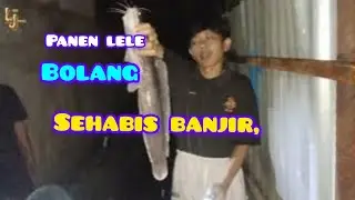 Harvesting jumbo catfish after the flood #cariikan