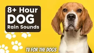 TV for the Dogs - Relaxing Rain Sound Over 8 Hours Long