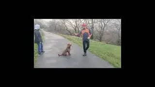 Story of our old Labrador and puppy Labradoodle. Roman Lake Mellor. #romanlake #mellor #puppy  
