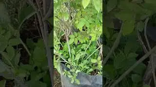 7 Days Rose || Mother Plant || Visit My Garden #sevenday #roseplantgrowingtipsintamil #careandtips