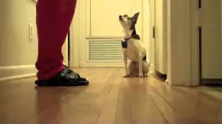 Cricket's Superstitious Behavior