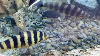 Banded leporinus (Leporinus affinis)