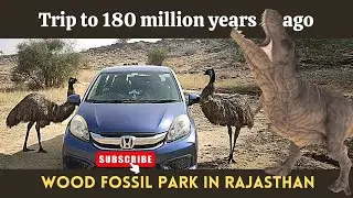 Wood Fossils Park In Rajasthan | What To See In Jaisalmer | Little Conversations |