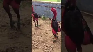 Ganoi Gamefowl #youtubeshorts #pureaseelmurga