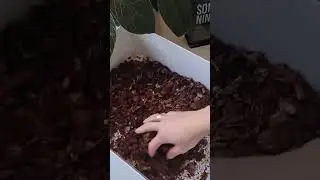 AROID MIX