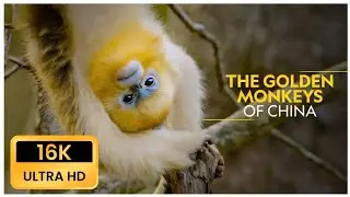 Golden Snub-Nosed Monkey Documentary | Rare Wildlife of China&rsquo;s Misty Forests!#trending 