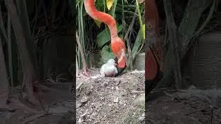 Flamingo chicks first attempt at standing at Paradise Park Wildlife Sanctuary in Corneall
