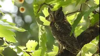 Eurasian Scops Owl - Lesvos