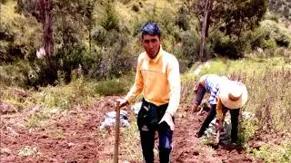 MI AGRO CUSCO   ABONO VERDE
