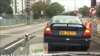 Dog lovers will cry over this