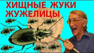 Весенние Жуки: Голодные Хищные Жужелицы, Туруны, Турунчики, Хижаки, Хижачки, Грызунчики (Carabidae).