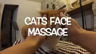Cats Face Massage 고양이 얼굴 마사지  猫  マッサージ  💖   Free Background Music   🇫🇷