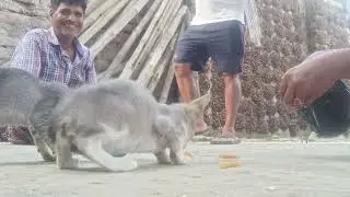 Mere duggu,rani,poogi,insb ko dra diye bhaiya log achanak aakr#pleasesubscribe#support #catslover