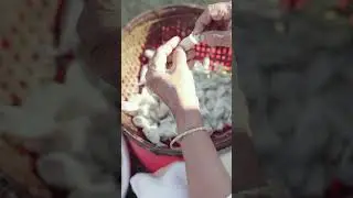 This is how Muga moth caterpillar cocoons are turned into silk. #silk #soexpensive #MugaSilk