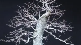 BONSAI RAMIFICATION: definition and technique.