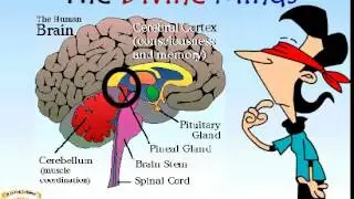 A Whole Brain Development program By The Divine Minds